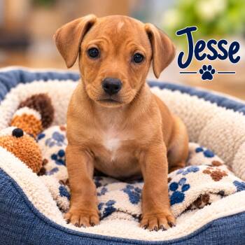 Jesse -  Dachshund Dog for Adoption in Momence, Illinois - Jesse | PetCurious