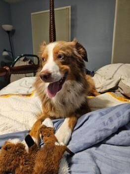 Levvi -  Australian Shepherd Dog for Adoption in Collegeville, Pennsylvania - Levvi | PetCurious