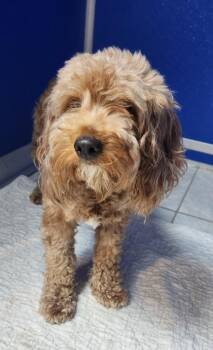Mabel -  Cockapoo Dog for Adoption in Walnutport, Pennsylvania - Mabel | PetCurious