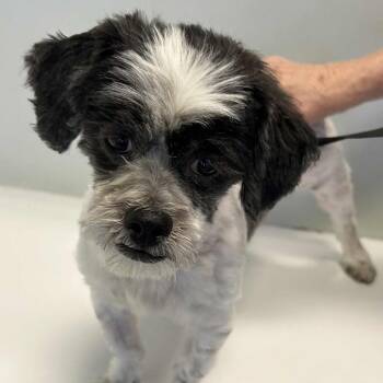 Rescue Shih Tzu Dogs for Adoption in Houston, Texas - Trevor John | PetCurious