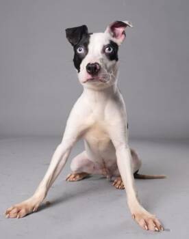Bugsie -  Mixed Breed Dog for Adoption in Atlanta, Georgia - Bugsie | PetCurious