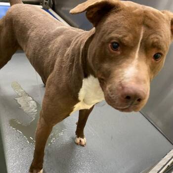 B3 -  Pit Bull Terrier and Mixed Breed Dog for Adoption in Bartlett, Tennessee - B3 | PetCurious