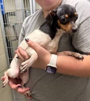 Gigi -  Chihuahua and Mixed Breed Dog for Adoption in Morristown, New Jersey - Gigi | PetCurious