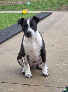 American Staffordshire Terrier and Terrier Dogs Available for Adoption in Muskego, Wisconsin - Pepper The Bully Mix Puppy | PetCurious