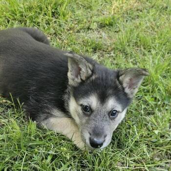 Husky and Mixed Breed Dogs Available for Adoption in Tulsa, Oklahoma - Ariel | PetCurious