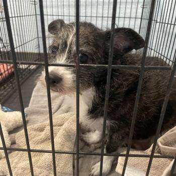Rat Terrier Dogs Available for Adoption in Port Charlotte, Florida - Squirt | PetCurious