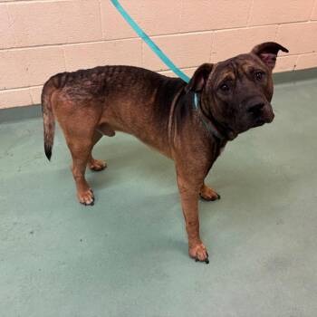 Mixed Breed Dogs Available for Adoption in Memphis, Tennessee - Professor Sheldon Oberon | PetCurious