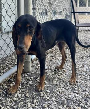 Clairee -  Black And Tan Coonhound Dog for Adoption in Charleston, South Carolina - Clairee | PetCurious