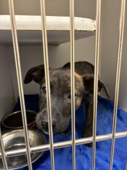 Labrador Retriever and Mixed Breed Dogs Available for Adoption in Texas City, Texas - BROWNIE | PetCurious