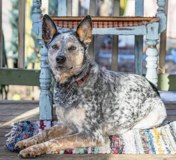 Australian Cattle Dog Blue Heeler Dogs Available for Adoption in Egg Harbor City, New Jersey - Dixie | PetCurious