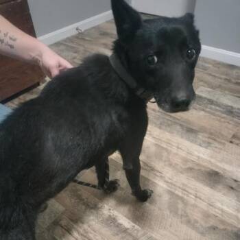 Widget -  Mixed Breed and Cattle Dog Dog for Adoption in Brooksville, Kentucky - Widget | PetCurious