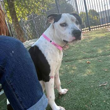 Possum -  Mixed Breed Dog for Adoption in Memphis, Tennessee - Possum | PetCurious