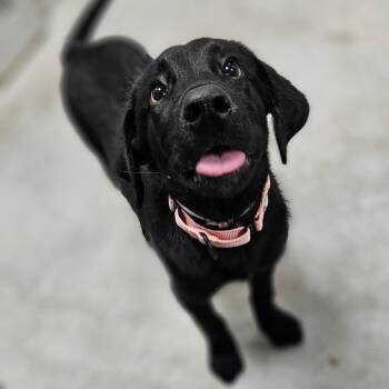 Raphael -  Mixed Breed Dog for Adoption in Wantagh, New York - Raphael | PetCurious
