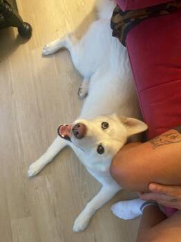 Mila Aka Jenna -  Siberian Husky Dog for Adoption in Austin, Texas - Mila Aka Jenna | PetCurious