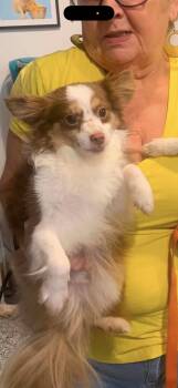 Gizzmo -  Pomeranian Dog for Adoption in Louise, Texas - Gizzmo | PetCurious