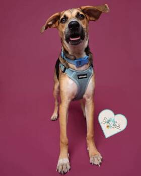Reva -  Mixed Breed and Corgi Dog for Adoption in Brookshire, Texas - Reva | PetCurious