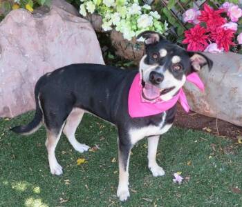 JAY JAY -  Pit Bull Terrier and German Shepherd Dog Dog for Adoption in Oklahoma City, Oklahoma - JAY JAY | PetCurious