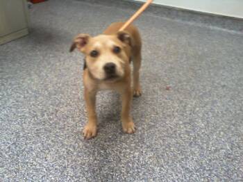 REMY -  Pit Bull Terrier and Mixed Breed Dog for Adoption in Charlotte, North Carolina - REMY | PetCurious