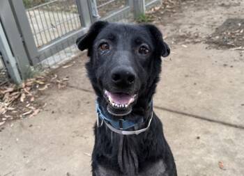 Labrador Retriever and Mixed Breed Dogs Available for Adoption in Martinez, California - LAYLA | PetCurious