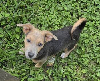 Deva -  Dachshund and Chihuahua Dog for Adoption in Marine City, Michigan - Deva | PetCurious