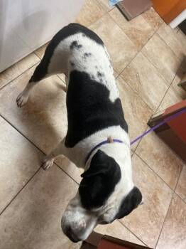 Expecto Patronum -  Mixed Breed Dog for Adoption in Cincinnati, Ohio - Expecto Patronum | PetCurious