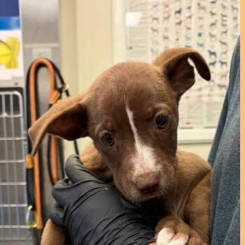 Natalie -  Mixed Breed Dog for Adoption - Natalie | PetCurious