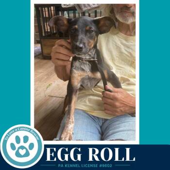 Egg Roll (Dim Sum Duo) 082226 -  Australian Cattle Dog Blue Heeler and Feist Dog for Adoption in Kimberton, Pennsylvania - Egg Roll (Dim Sum Duo) 082226 | PetCurious