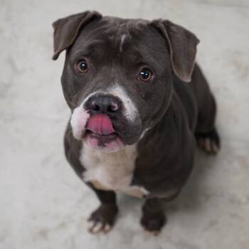 American Staffordshire Terrier Dogs Available for Adoption - Jordie | PetCurious