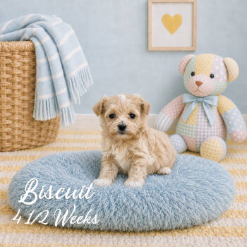 Biscuit -  Malti Poo and Maltipoo Dog for Sale in Franklin, Kentucky - Biscuit | PetCurious