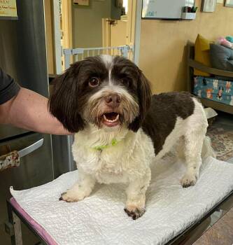 Havanese Dogs Available for Adoption - Truffles (NOT YET AVAILABLE) | PetCurious