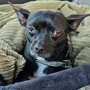 Rescue Chihuahua Dogs for Adoption in Myrtle Beach, South Carolina - Cherry | PetCurious