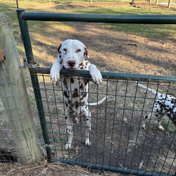 Dalmatian Dogs Available for Adoption in San Diego, California - Charlie-Cleveland, TX (Bonded To Bailey) | PetCurious