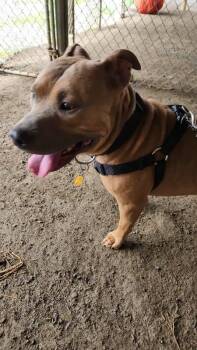 Tank -  Pit Bull Terrier and Mixed Breed Dog for Adoption in Cortland, New York - Tank | PetCurious