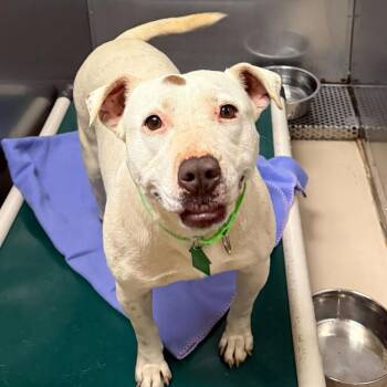Butters -  Terrier Dog for Adoption in San Diego, California - Butters | PetCurious