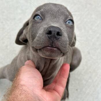 Hamilton -  Labrador Retriever and Mixed Breed Dog for Adoption in Matteson, Illinois - Hamilton | PetCurious