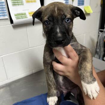 Mateo -  Husky Dog for Adoption in Parrish, Alabama - Mateo | PetCurious