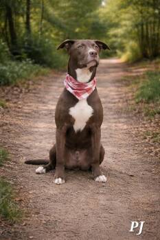 PJ -  Chocolate Labrador Retriever and Pit Bull Terrier Dog for Adoption in Carmel Hamlet, New York - PJ | PetCurious