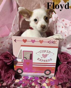 Chihuahua Dogs Available for Adoption - Floyd | PetCurious