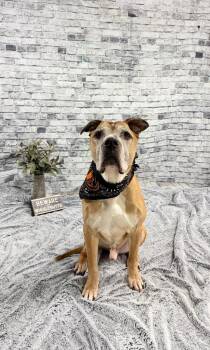 Boxer and Mixed Breed Dogs Available for Adoption in Muskegon, Michigan - Bishop (foster) | PetCurious