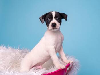 BW: Badger -  Boston Terrier and Border Collie Dog for Adoption in Palo Alto, California - BW: Badger | PetCurious
