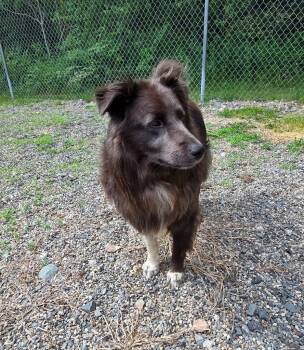 Milo -  Border Collie and Labrador Retriever Dog for Adoption in Lunenburg, Vermont - Milo | PetCurious