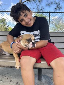 French Bulldog Dogs Available for Adoption - Pipo ( 30lbs , Friendly, Super Cute ) | PetCurious