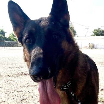 Riley -  German Shepherd Dog Dog for Adoption in Kim, Colorado - Riley | PetCurious