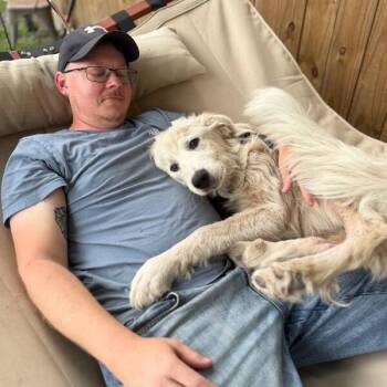 Lasso Hedwig Happy Bounce -  Great Pyrenees and Yellow Labrador Retriever Dog for Adoption in Friendswood, Texas - Lasso Hedwig Happy Bounce | PetCurious