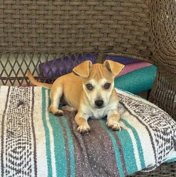 Buster -  Chihuahua Dog for Adoption in Bradenton, Florida - Buster | PetCurious