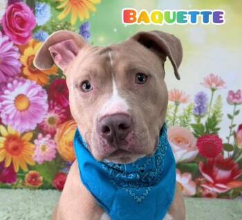 Mixed Breed Dogs Available for Adoption in Flint, Michigan - Baguette | PetCurious