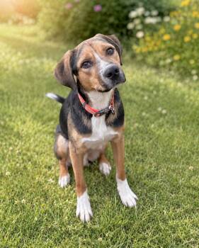 Daboo -  Labrador Retriever and Hound Dog for Adoption in Huntingtown, Maryland - Daboo | PetCurious