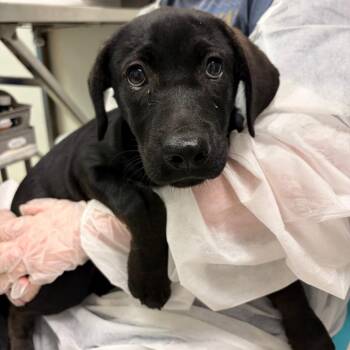 Fantasia -  Mixed Breed Dog for Adoption in Charleston, West Virginia - Fantasia | PetCurious