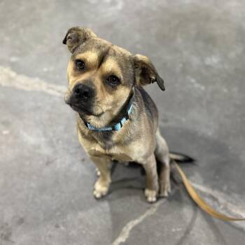 Pug and Mixed Breed Dogs Available for Adoption - Fred | PetCurious