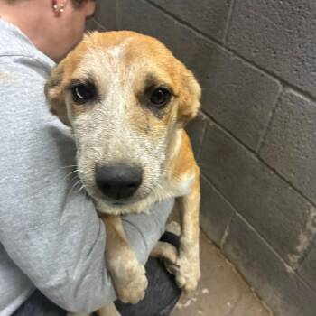 Tiffany -  Mixed Breed Dog for Adoption in Corbin, Kentucky - Tiffany | PetCurious